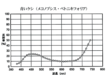 青いケシの分光分布図