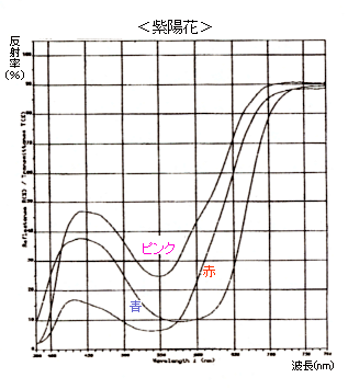 紫陽花の分光分布図